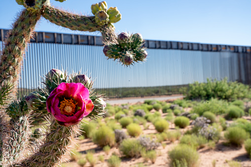 Magenta blooms on cane cholla cactus in the middle of the New Mexico desert with the International Border Wall and Mexico in the distance