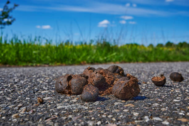 istock Horse dung on a bike way. 1223450036