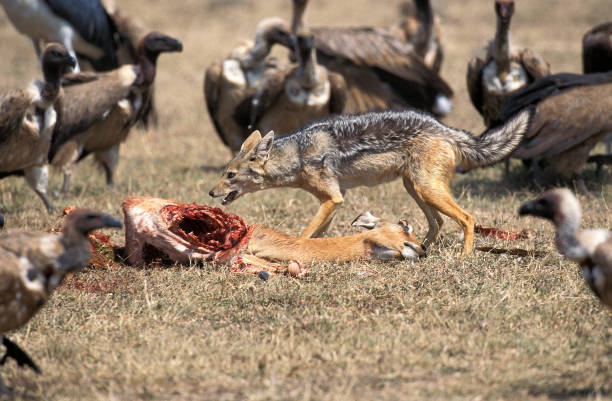 istock BLACK-BACKED JACKAL canis mesomelas WITH DEAD IMPALA, MASAI MARA PARK IN KENYA 1223450227
