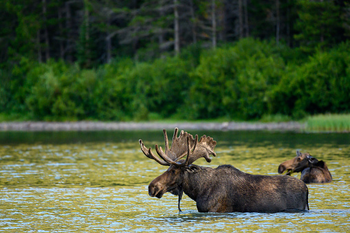 Male and Female Moose Wading In Water in mountain lake