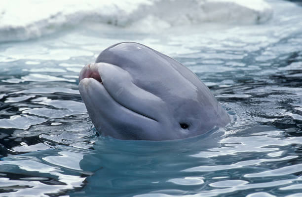 벨루가 고래 또는 흰 고래 델피냅터루스 루카스 - beluga whale 뉴스 사진 이미지