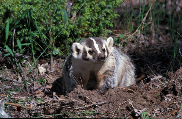 american badger taxidea taxus, adult at burrow entrance, canada - texugo americano - fotografias e filmes do acervo