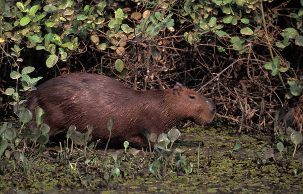 istock CAPYBARA hydrochoerus hydrochaeris, PANTANAL IN BRAZIL 1223450461