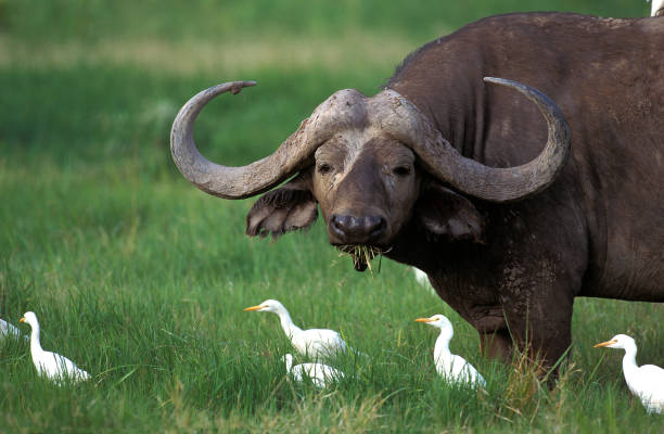 istock AFRICAN BUFFALO syncerus caffer WITH CATTLE EGRETS bubulcus ibis, MASAI MARA PARK IN KENYA 1223450489
