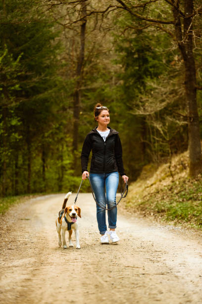 istock Young woman walks with a beagle dog on a leash on the forest path. 1223451100
