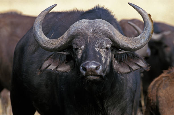 istock AFRICAN BUFFALO syncerus caffer, MASAI MARA PARK IN KENYA 1223451666