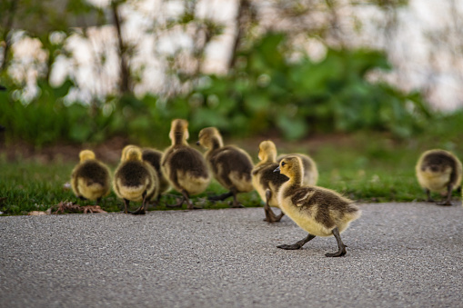 Canadian Geese - Group of Baby Goselings