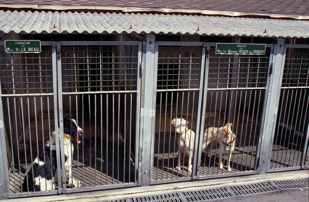istock RSPCA FOR DOG ADOPTION, FRANCE 1223451700