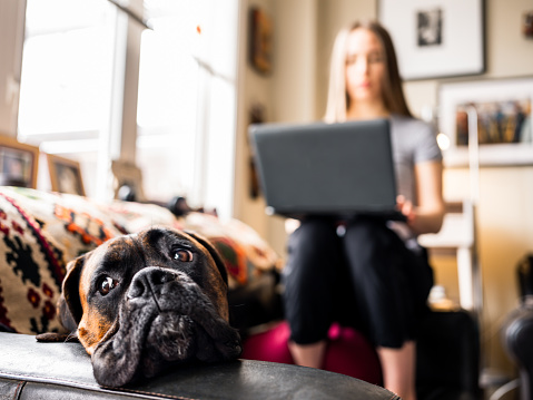 COVID-19 pandemic:  young woman, professional  working online on her laptop from her home in the city during coronavirus  lock-down in Canada. She is in the living room inside her home with her boxer dog keeping her company.