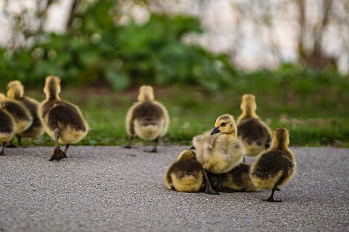 Canadian Geese - Group of Baby Goselings