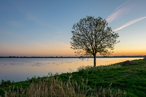 Silhouette of a solitary tree at the shore of lake \