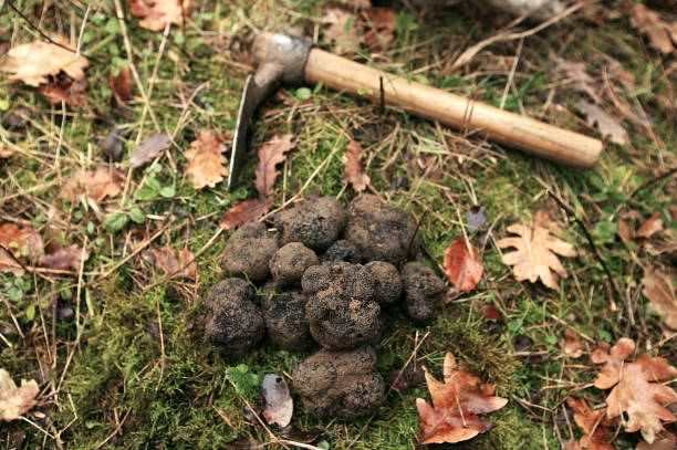 佩里戈德·特魯夫勒塊莖黑色素,法國東南 - truffle tuber melanosporum mushroom 個照片及圖片檔