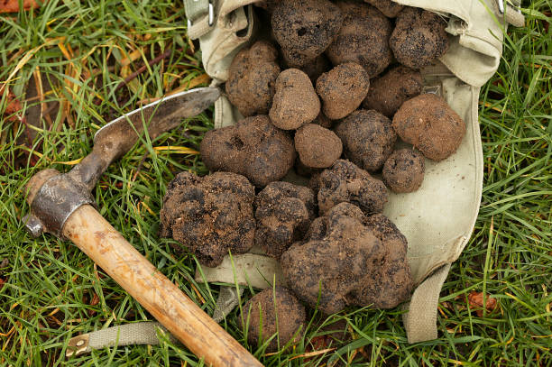 佩里戈德·特魯夫勒塊莖黑色素,法國東南 - truffle tuber melanosporum mushroom 個照片及圖片檔