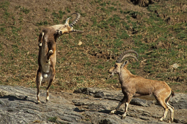 Ibex in rocky surroundingsSee more ...