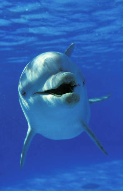 istock BOTTLENOSE DOLPHIN tursiops truncatus, HONDURAS 1223452402