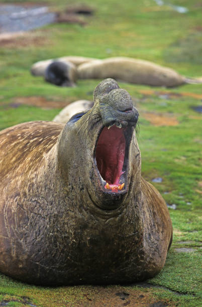 selo elefante do sul mirounga leonina, touro rugindo, antártica - animal elephant seal seal yawning - fotografias e filmes do acervo