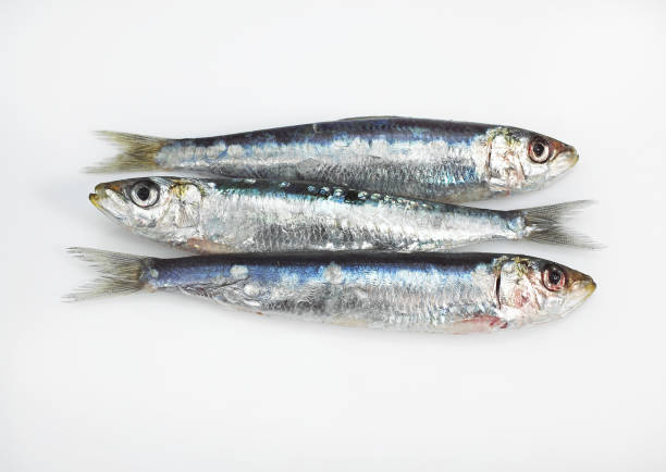 istock FRESH SARDINES AGAINST WHITE BACKGROUND 1223452658