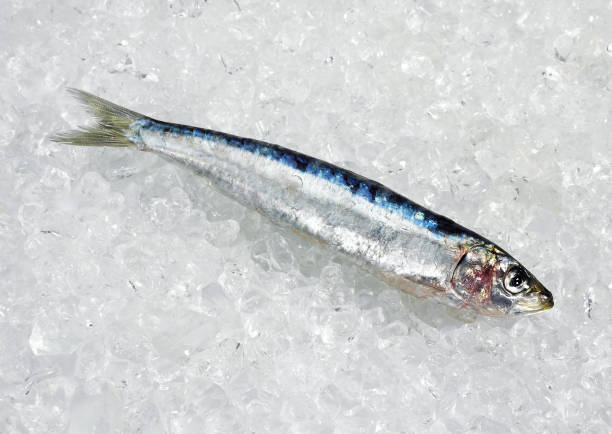 istock FRESH SARDNIES ON ICE 1223452695