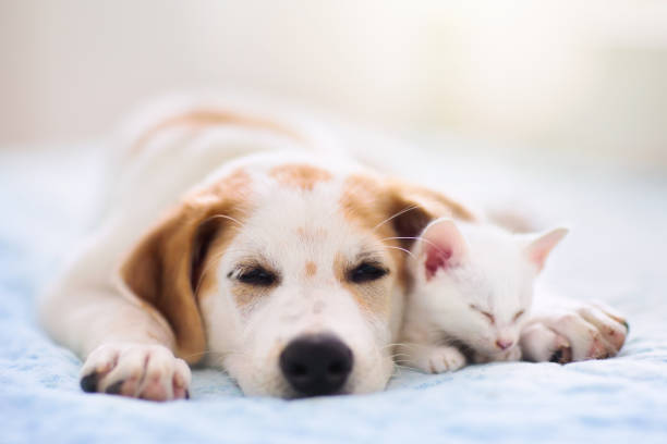 istock Cat and dog sleeping. Puppy and kitten sleep. 1223452697