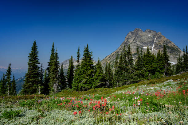 ノースカスケードの山の下の畑の野生の花 - montana mountain meadow flower ストックフォトと画像