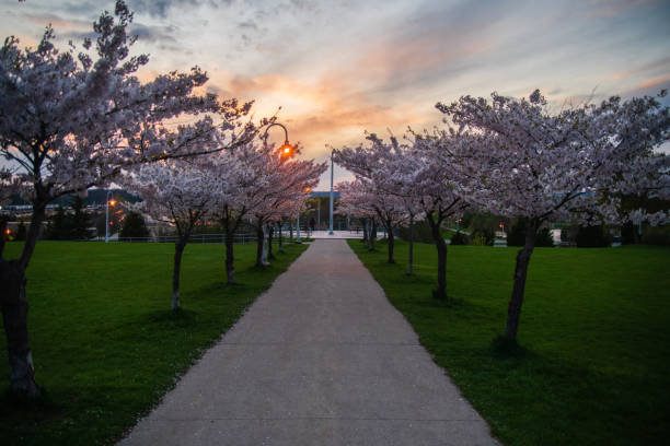 istock Hamilton, Ontario - Bayfront Park - Cherry Blossoms in Bloom at Sunset 1223454872