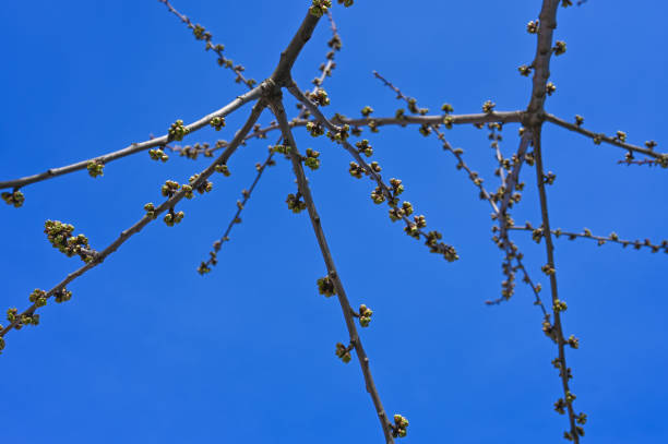 istock buds of tree branches on a blue sky. The First Spring Buds On A Branch 1223455178