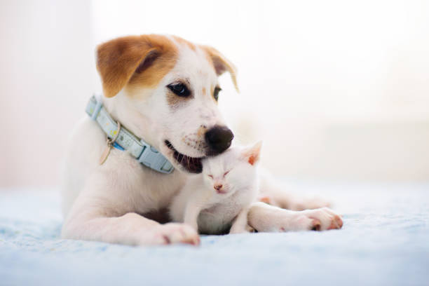 istock Cat and dog sleeping. Puppy and kitten sleep. 1223455428