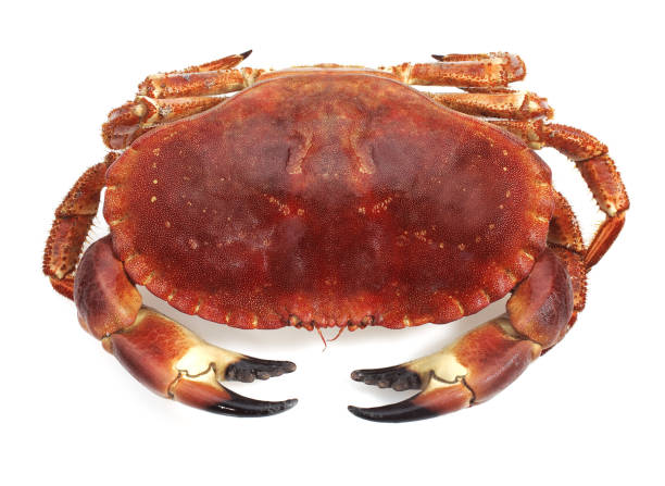 istock EDIBLE CRAB cancer pagurus AGAINST WHITE BACKGROUND 1223456889