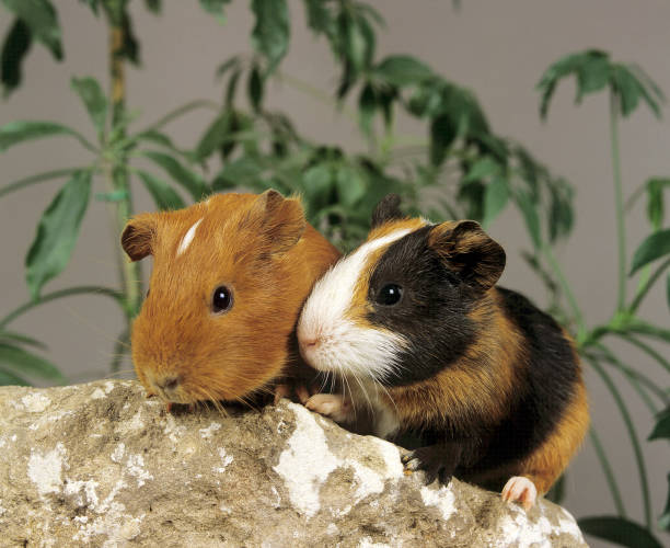 istock GUINEA PIG cavia porcellus 1223457612