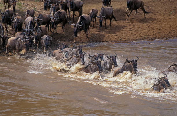 istock BLUE WILDEBEEST connochaetes taurinus, HERD CROSSING MARA RIVER DURING MIGRATION, MASAI MARA PARK IN KENYA 1223457654