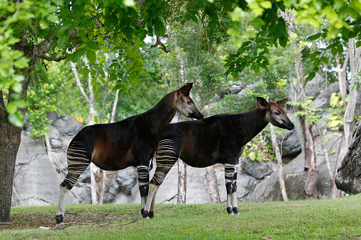 Okapi, okapia johnstoni, Male with Female