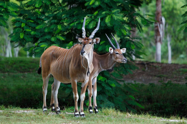 cap eland, taurotragus oryx, mâle avec femelle - éland du cap photos et images de collection