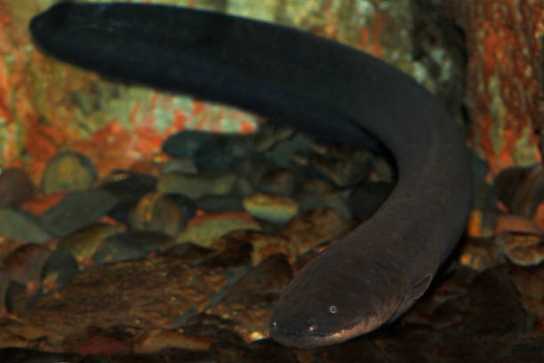 istock Electric Eel, electrophorus electricus, Adult 1223457818