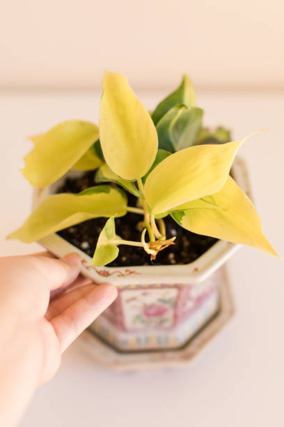 A gorgeous rare Philodendron ‘Brasil’ with many yellow-colored leaves. This plant is known for it's stunning yellow to green contrasting leaf color! Photos taken in bright natural light, indoors in a South Florida home during COVID-19.Common Names for this plant: Philodendron Brasil, Sweetheart Philodendron, Philodendron BrazilThe Philodendron Brasil is a fast-growing, easy, vining plant. Its graceful, heart-shaped leaves are dark green with yellow variegation in the center of the leaf. This full, trailing plant is perfect on top of bookshelves or in a plant hanger where its vines can ‘spill’ out.The Philodendron Brazil is incredibly forgiving and will tolerate all kinds of neglect including low light, poor soil, and inconsistent watering. This is a great first-time houseplant or gift for anyone who wants to enjoy the natural beauty of plants without a lot of maintenance.