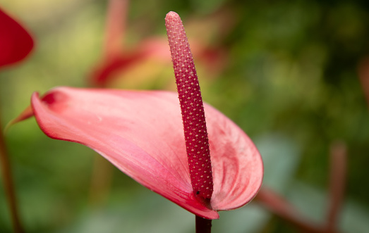 Red Freesia Flower