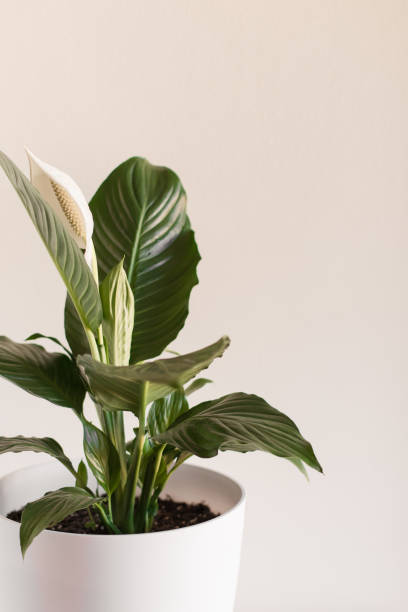 istock Lush Peace Lily 