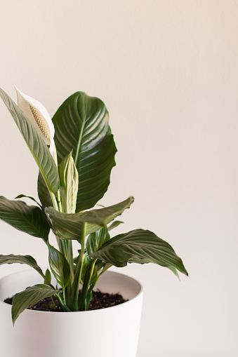 A lush, blooming Peace Lily Plant also known as a Spathiphyllum 'Mauna Loa' plant in bright natural light. A large Peace Lily Houseplant in South Florida. Houseplants during the Stay Home Order for the COVID-19 Pandemic of 2020. \n\n\nSpathiphyllum is a genus of about 40 species of monocotyledonous flowering plants in the family Araceae, native to tropical regions of the Americas and southeastern Asia. Certain species of Spathiphyllum are commonly known as Spath or peace lilies.\n\nSeveral species are popular indoor houseplants. It lives best in shade and needs little sunlight to thrive, and is watered approximately once a week. The soil is best left moist but only needs watering if the soil is dry. The NASA Clean Air Study found that Spathiphyllum cleans indoor air of certain environmental contaminants, including benzene and formaldehyde.