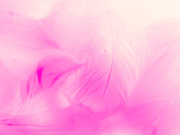 istock Beautiful abstract colorful white and pink feathers on white background and soft white feather texture on white pattern and light pink background valentine day 1223464946