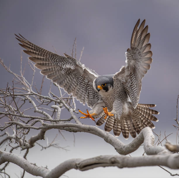 Peregrine Falcon stock photo