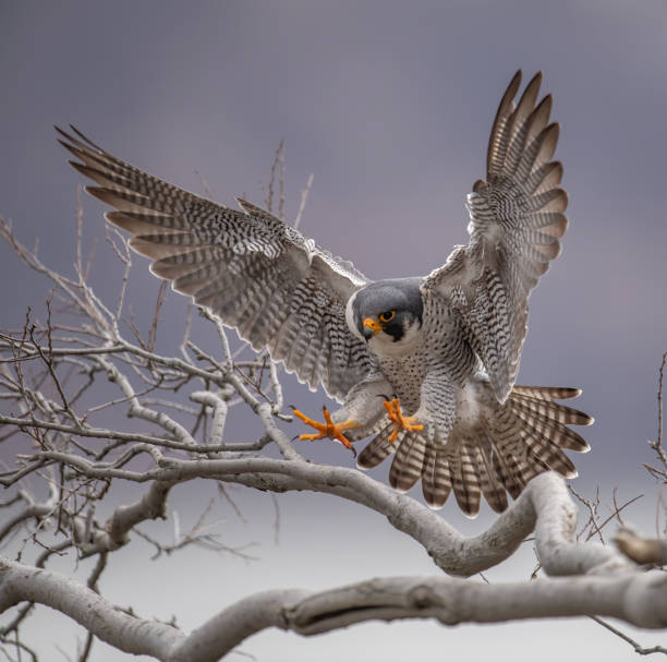 sokół wędrowny - peregrine falcon zdjęcia i obrazy z banku zdjęć