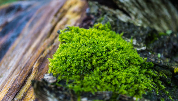 istock closeup of moss on a dead tree stem 1223469150