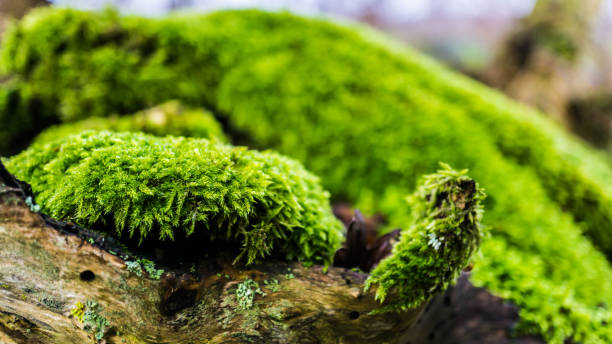 istock closeup of moss on a dead tree stem 1223470257