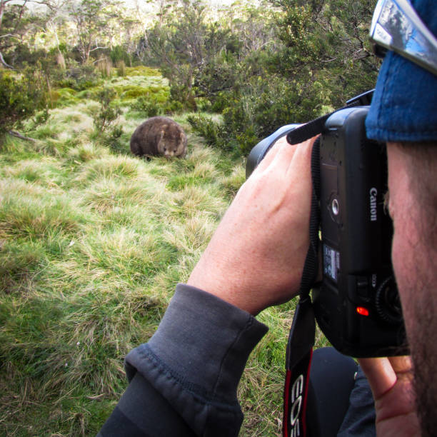 CRADLE MT, AU - 7 DEC 2017: a man takes picture of a wombat from a distance. Wombats active during overcast days, twilight or at night times. Their territories are marked by stacking their feces