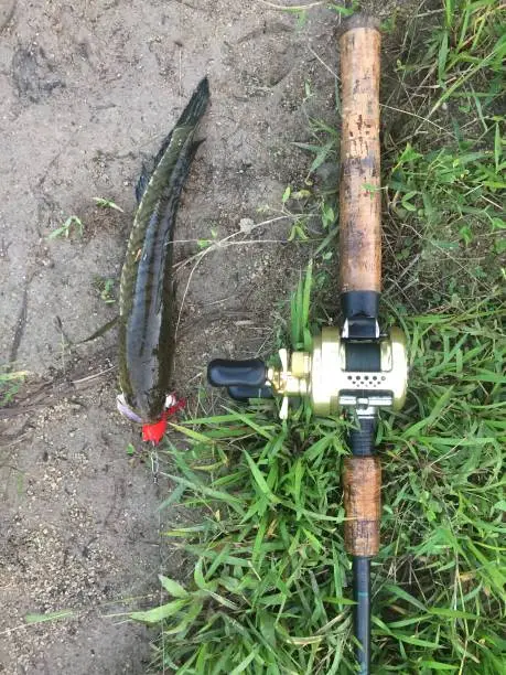 Snakehead fishing by bait casting method using the artificial lure in the swamp during raining season.