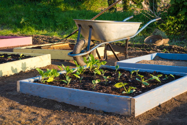 werken in moestuin toewijzing thuis in het voorjaar planten yound sla en groenten - autarkie stockfoto's en -beelden