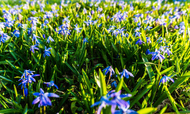 istock Alpine squill flowers on meadow in spring 1223475472