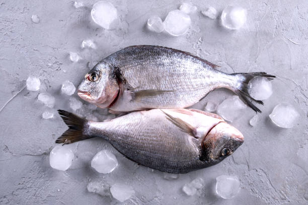 istock Whole raw raw bream fish on ice cubes on a gray background.Top view with copy space. 1223478460
