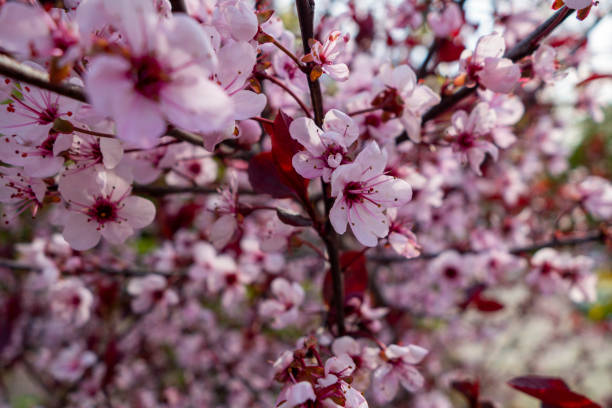 istock white and pink tree flowers blooming at a park 1223478568