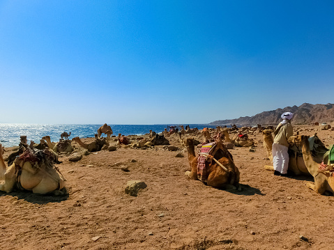 Camels on the beach with yellow sand and blue sky at Dahab