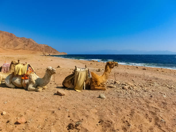 istock Camels on the beach yellow sand and blue sky 1223479731